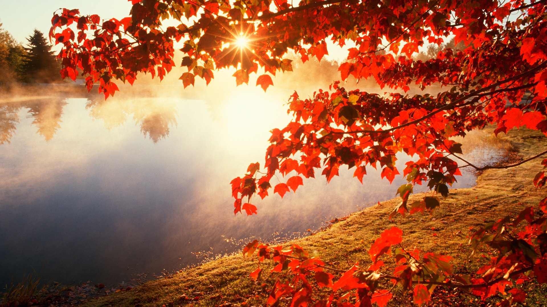 Red-autumn-morning